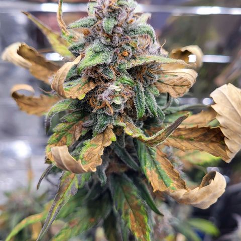 Amnesia Haze Automatic #1 growlog timeline photo