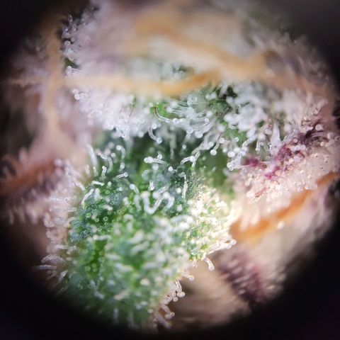 Amnesia Haze Automatic #1 growlog timeline photo