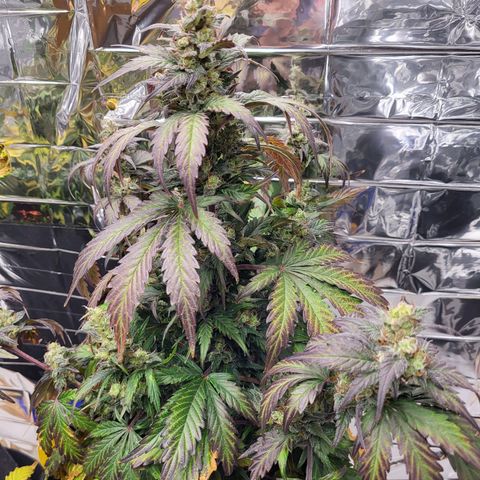 Northern Lights Automatic #1 growlog timeline photo