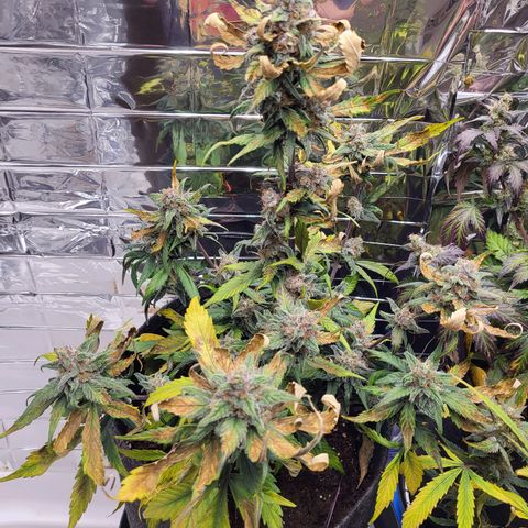 Amnesia Haze Automatic #1 growlog timeline photo