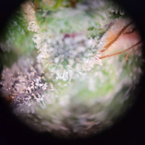 Northern Lights Automatic #1 growlog timeline photo
