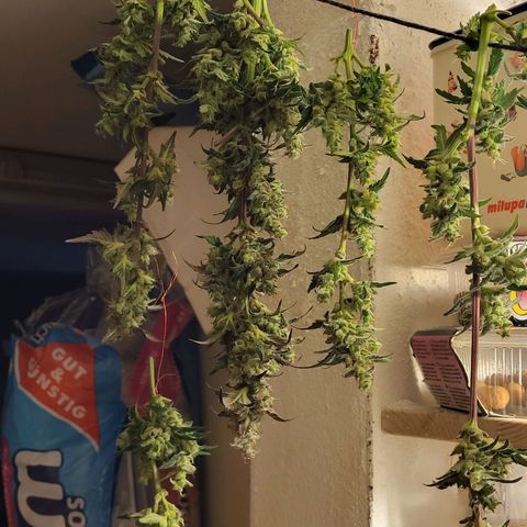 Northern Lights Automatic #1 growlog timeline photo