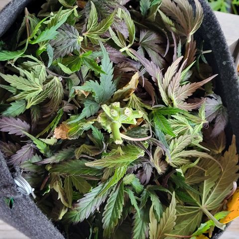 Northern Lights Automatic #1 growlog timeline photo