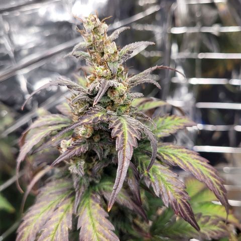 Northern Lights Automatic #1 growlog timeline photo