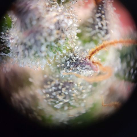 Northern Lights Automatic #1 growlog timeline photo
