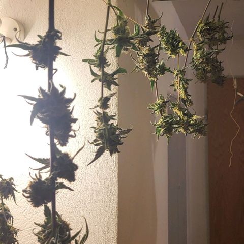 Amnesia Haze Automatic #1 growlog timeline photo