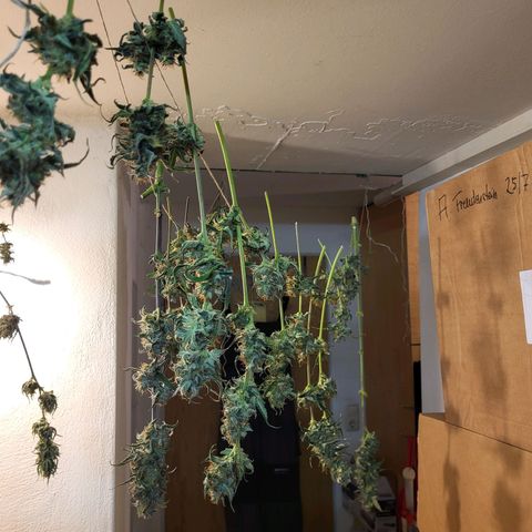 Tangerine Dream Automatic #1 growlog timeline photo