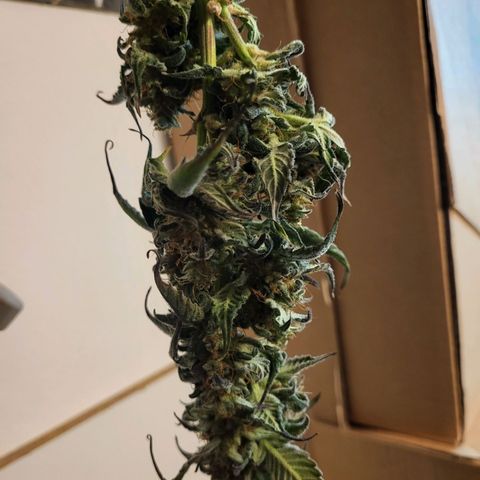Tangerine Dream Automatic #1 growlog timeline photo