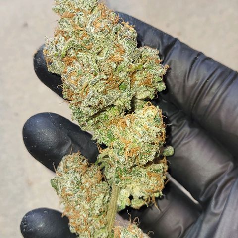 Amnesia Haze Automatic #1 growlog photo: Einlagerung in Glas
Ertrag: 21 Gramm