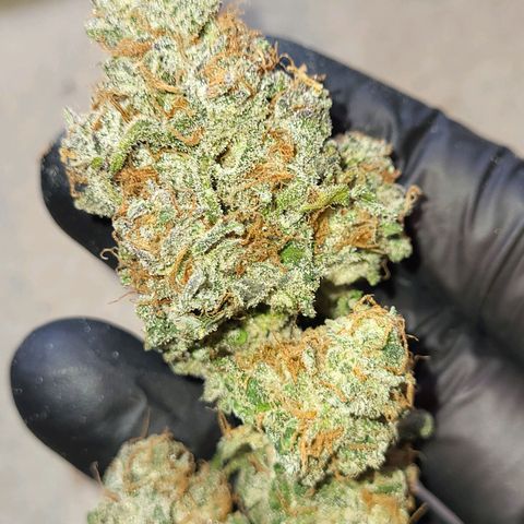 Amnesia Haze Automatic #1 growlog photo: Einlagerung in Glas
Ertrag: 21 Gramm