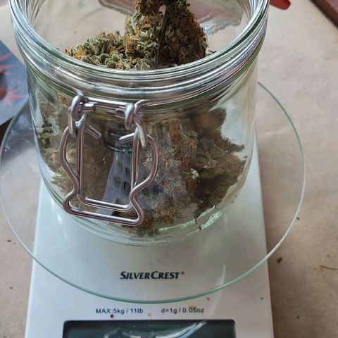 Amnesia Haze Automatic #1 growlog photo: Einlagerung in Glas
Ertrag: 21 Gramm