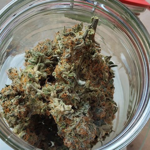 Amnesia Haze Automatic #1 growlog photo: Einlagerung in Glas
Ertrag: 21 Gramm