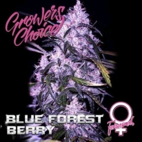 Blue Forest Berry growlog photo