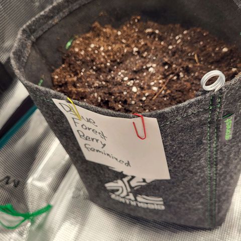 Blue Forest Berry growlog photo
