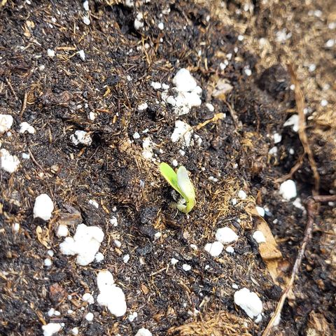 Blue Forest Berry growlog photo