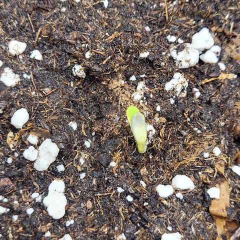 Blue Forest Berry growlog photo