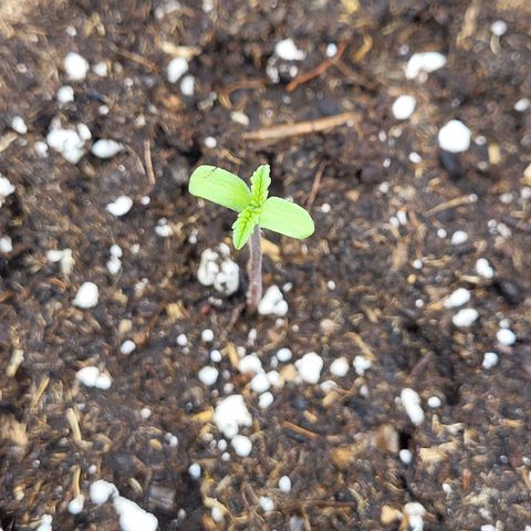 Amnesia Lemon growlog timeline photo