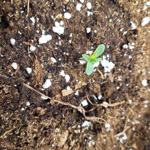 Blue Forest Berry growlog photo