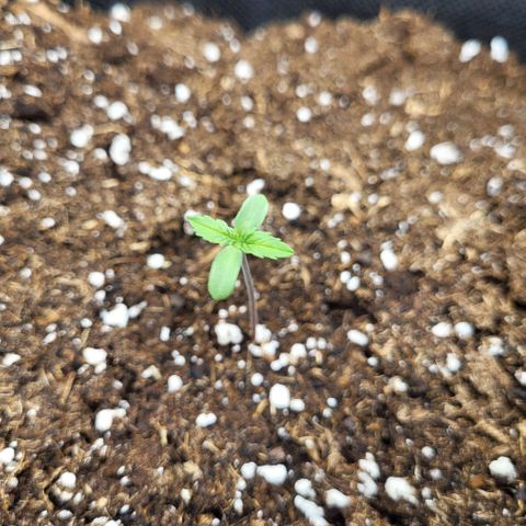 Amnesia Lemon growlog timeline photo