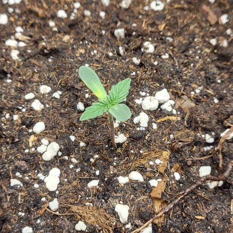 Blue Forest Berry growlog timeline photo