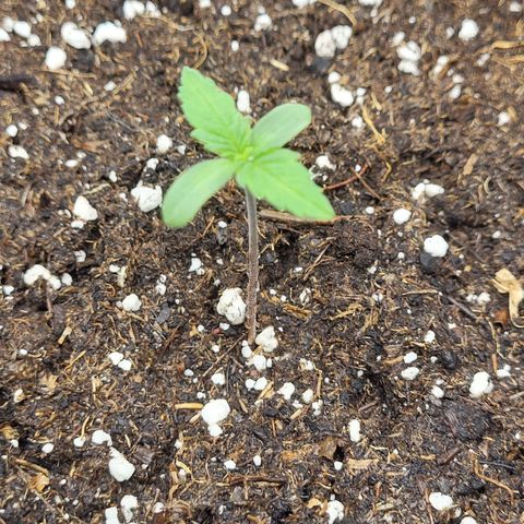 Amnesia Lemon growlog timeline photo