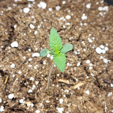 Granddaddy Purple growlog timeline photo