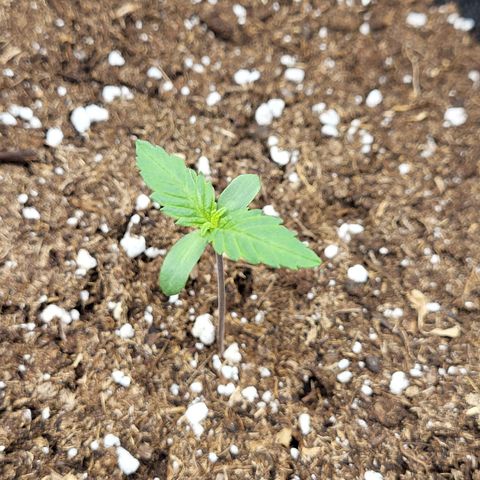 Amnesia Lemon growlog timeline photo