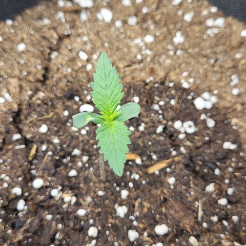 Granddaddy Purple growlog timeline photo