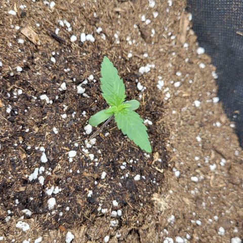 Amnesia Lemon growlog timeline photo