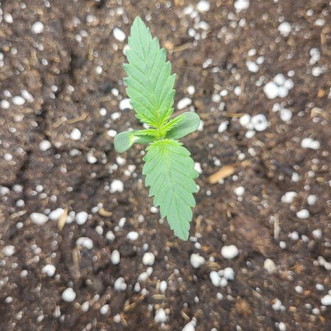 Granddaddy Purple growlog timeline photo