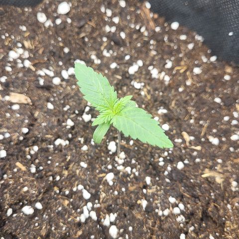 Amnesia Lemon growlog timeline photo