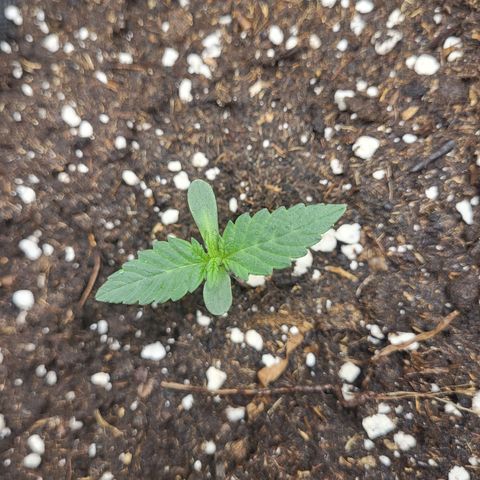 Blue Forest Berry growlog timeline photo