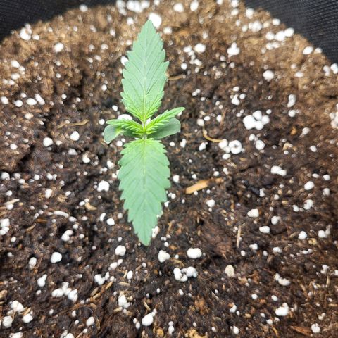 Granddaddy Purple growlog timeline photo