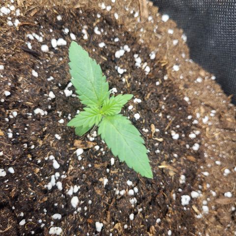 Amnesia Lemon growlog timeline photo