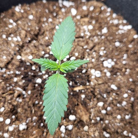 Granddaddy Purple growlog timeline photo