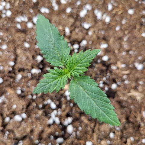 Amnesia Lemon growlog timeline photo