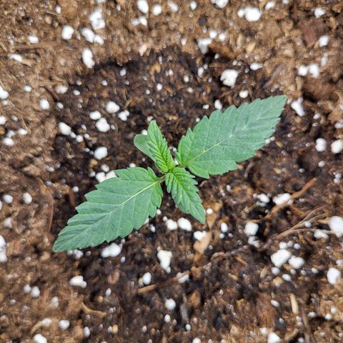 Blue Forest Berry growlog timeline photo