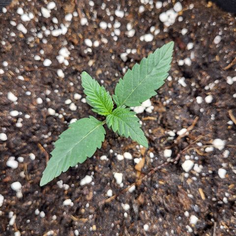 Blue Forest Berry growlog timeline photo