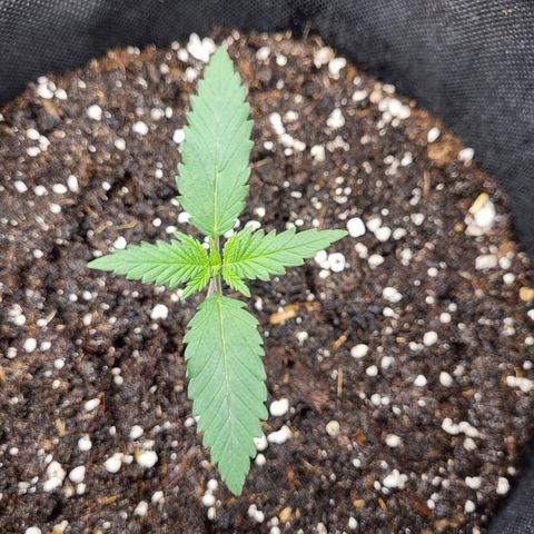 Granddaddy Purple growlog timeline photo