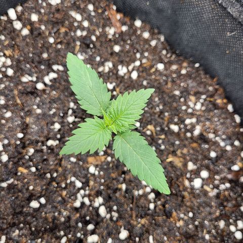 Amnesia Lemon growlog timeline photo