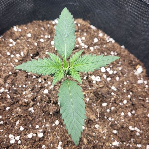 Granddaddy Purple growlog timeline photo