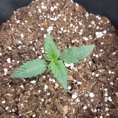 Blue Forest Berry growlog timeline photo