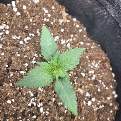 Amnesia Lemon growlog timeline photo