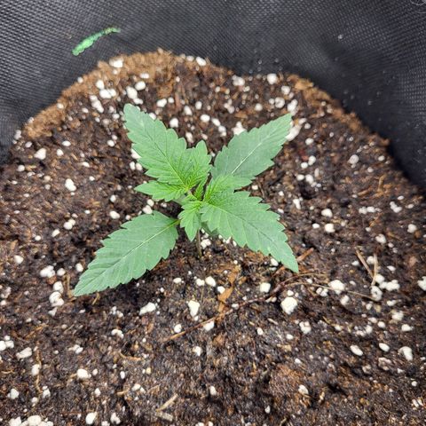 Blue Forest Berry growlog timeline photo