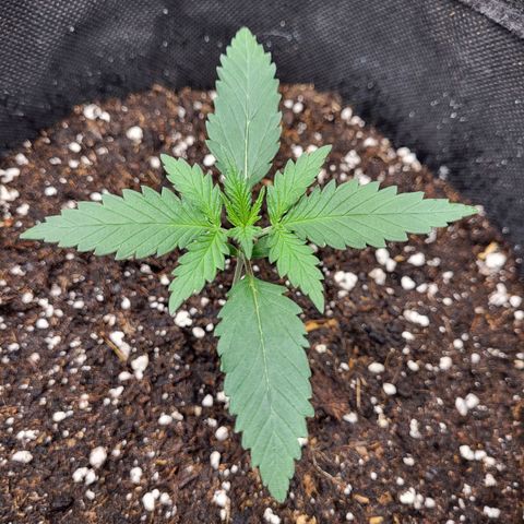 Granddaddy Purple growlog timeline photo