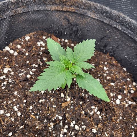 Amnesia Lemon growlog timeline photo