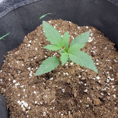 Blue Forest Berry growlog timeline photo