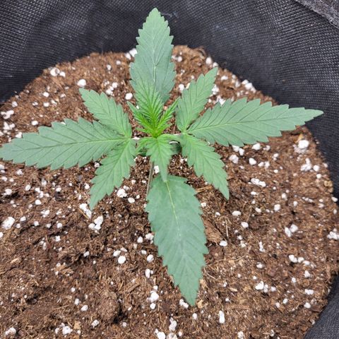 Granddaddy Purple growlog timeline photo