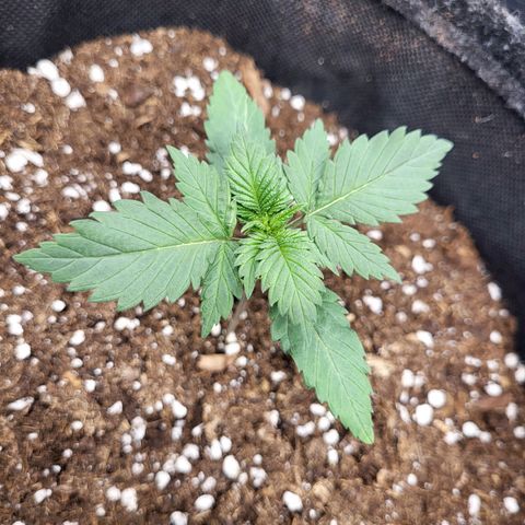 Amnesia Lemon growlog timeline photo
