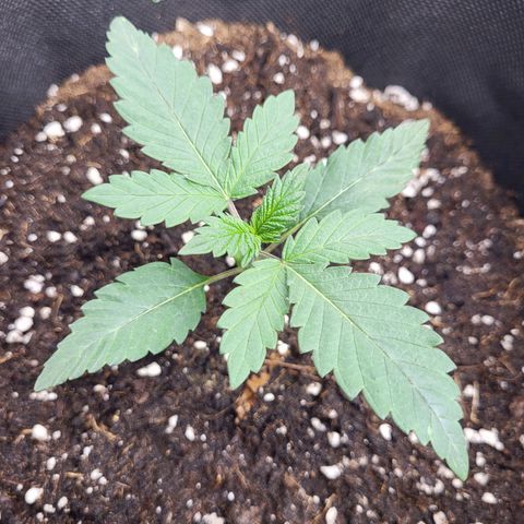 Blue Forest Berry growlog timeline photo